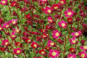 Saxifraga x arendsii ´Marto Red´